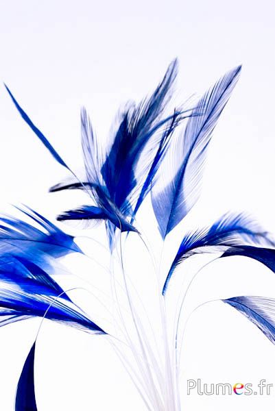 Gestripte haan – 10–15 cm – wit–nachtblauw